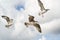 Seagulls flying in the sky