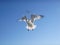 Seagulls Flying in the Sky on Brighton Beach.