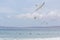 Seagulls flying and swimming at Paternoster Western Cape South Africa - Image