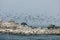 Seagulls on the foggy coast in Monterey, California, USA