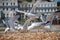 Seagulls on Folkestone beach