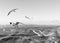 Seagulls following the ferry across the Bosphorus. macrophotograph close-up