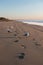 Seagulls and footprints on deserted beach