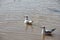 Seagulls found a fish lake.