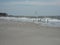 Seagulls at fripp island