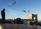 Seagulls in front of the Genoese-built citadel near of the fishing port.