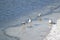 Seagulls on the frozen surface of the river Ostravice, February 15, 2021, Ostrava North Moravia, Czech Republic