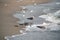 Seagulls among the garbage on the dirty beach. Environmental disaster, the danger of industrial pollution. Birds on the background