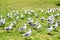 Seagulls on the ground