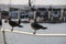 Seagulls in harbor