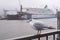 Seagulls in the harbor. Hamburg, Germany