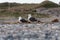 Seagulls on Helgoland with pebbles and dune