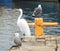 SEAGULLS AND HERON IN DOCK