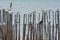 Seagulls holding top edge of bamboo settled down in sea