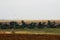 Seagulls hovering above a field