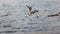 Seagulls hunt fish in the sea