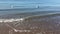 Seagulls Hunting for Crabs during Sunrise at Brighton Beach in Brooklyn, New York, NY.