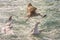 Seagulls hunting fish in Hamana Lake in Shizuoka prefecture of Japan