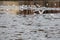 Seagulls on ice floes of the spring lake