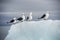 Seagulls on the iceberg