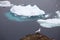 Seagulls with iceberg background