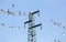 Seagulls Ichthyaetus melanocephalus on an electricity pylon.