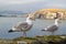 Seagulls on the irish coast