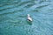 Seagulls of island Losinj,Adriatic,Croatia,1