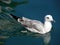 Seagulls of island Losinj,Adriatic,Croatia,4