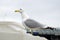 The seagulls Istanbul, Galata Bridge in the background looks.