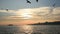 Seagulls with Istanbul Landscape at Sunset