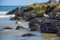 Seagulls on Jetty