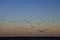 The seagulls key over Baltic sea, Gdynia, Poland