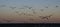 The seagulls key over Baltic sea, Gdynia, Poland