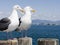 Seagulls at King Harbor Pier, CA