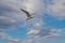 Seagulls, known as Seabird flying over the Greek shore at Aegean Sea, nearby Thessaloniki