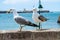 Seagulls on La Caleta beach in city center in Cadiz, Spain