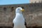 Seagulls on La Caleta beach in city center in Cadiz, Spain