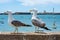 Seagulls on La Caleta beach in city center in Cadiz, Spain