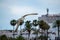 Seagulls on La Caleta beach in city center in Cadiz, Spain