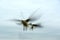 Seagulls at Lake Balaton in motion