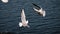 Seagulls on the lake in search of food. Flock of seagulls. Environment. Waterfowl