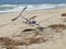 Seagulls Landing on Atlantic Beach