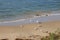 Seagulls Landing on Beach