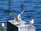 Seagulls landing at lake edge on concrete wave breaker with reflective blue water