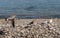 Seagulls Landing on Pebble Beach