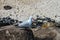 Seagulls landing on rocks near sandy beach - close-up