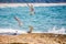 Seagulls landing on the shoreline