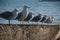 Seagulls in line at Akaroa, New Zealand