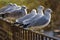 Seagulls lined